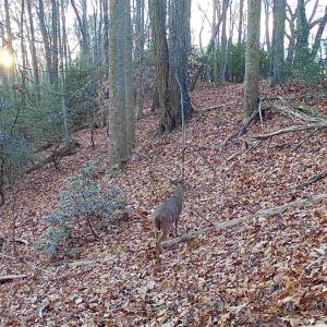 Photo #8 of TBD DAVIS CREEK LN, LOVINGSTON, VA 11.0 acres