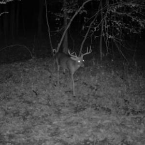 Photo #11 of TBD DAVIS CREEK LN, LOVINGSTON, VA 11.0 acres