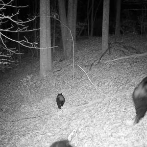 Photo #9 of TBD DAVIS CREEK LN, LOVINGSTON, VA 11.0 acres