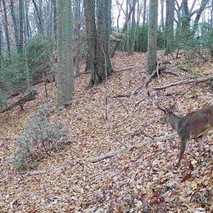 Photo #10 of TBD DAVIS CREEK LN, LOVINGSTON, VA 11.0 acres