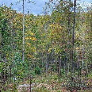 Photo #4 of TBD DAVIS CREEK LN, LOVINGSTON, VA 11.0 acres