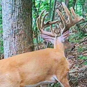 Photo #7 of TBD DAVIS CREEK LN, LOVINGSTON, VA 11.0 acres