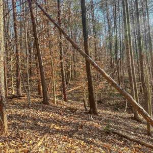 Photo #14 of TBD CARTER RD, SCHUYLER, VA 21.0 acres