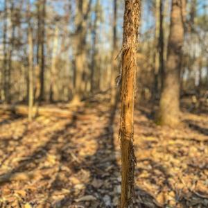 Photo #13 of TBD CARTER RD, SCHUYLER, VA 21.0 acres