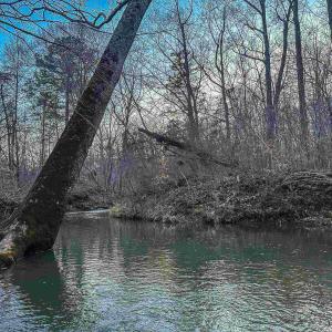 Photo #15 of TBD CARTER RD, SCHUYLER, VA 21.0 acres