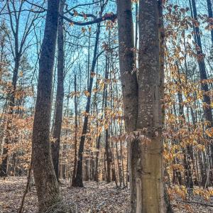 Photo #7 of TBD CARTER RD, SCHUYLER, VA 21.0 acres