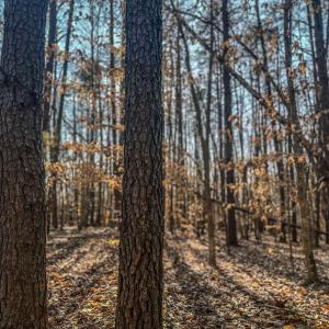 Photo #12 of TBD CARTER RD, SCHUYLER, VA 21.0 acres