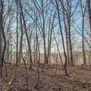 Photo #10 of TBD CARTER RD, SCHUYLER, VA 21.0 acres