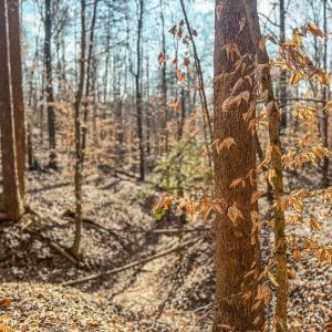 Photo #9 of TBD CARTER RD, SCHUYLER, VA 21.0 acres