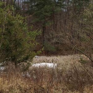 Photo #12 of 577 HAMMOND LN, STAUNTON, VA 42.6 acres