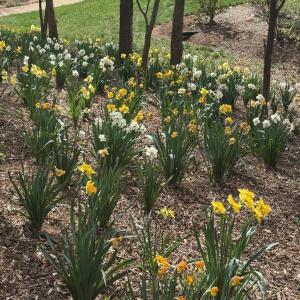 Photo #8 of TBD EDMOND DR, CROZET, VA 0.6 acres