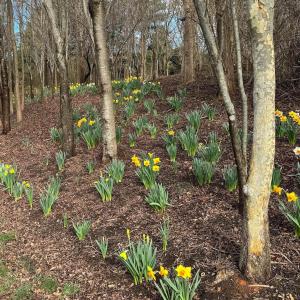 Photo #1 of TBD EDMOND DR, CROZET, VA 0.6 acres