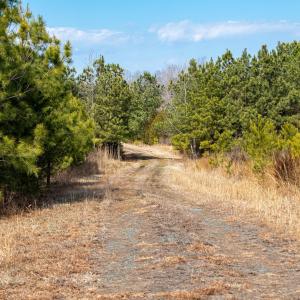 Photo #13 of CENTRAL PLAINS RD, PALMYRA, VA 35.3 acres