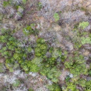 Photo #24 of SHARON RD, ESMONT, VA 15.6 acres