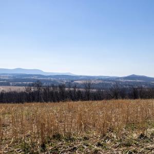 Photo #39 of NEIGHBORS LN, TIMBERVILLE, VA 50.2 acres