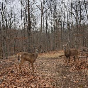 Photo #5 of TBD BEN LYONS LN, LYNDHURST, VA 5.7 acres