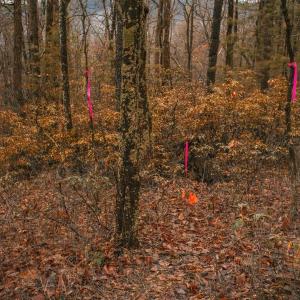 Photo #6 of Lot 47 FETTERBUSH LN, HINTON, VA 3.9 acres