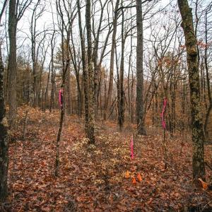 Photo #7 of Lot 47 FETTERBUSH LN, HINTON, VA 3.9 acres