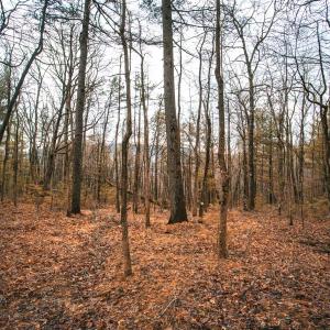 Photo #13 of Lot 47 FETTERBUSH LN, HINTON, VA 3.9 acres
