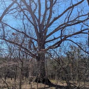 Photo #14 of GOLDFINCH CT, SCOTTSVILLE, VA 6.8 acres