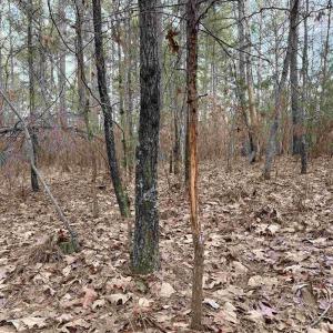 Photo #18 of GREEN SPRING RD, LOUISA, VA 246.0 acres