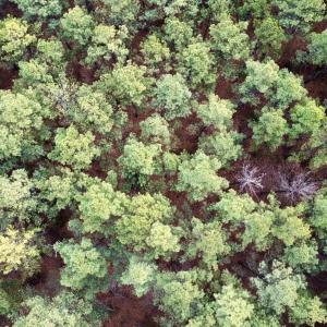 Photo #12 of GREEN SPRING RD, LOUISA, VA 246.0 acres