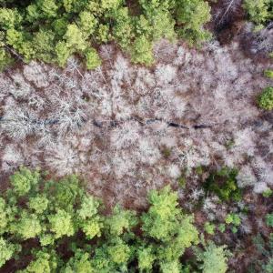 Photo #16 of GREEN SPRING RD, LOUISA, VA 246.0 acres