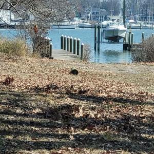 Photo #3 of MONROE BAY CIR, COLONIAL BEACH, VA 0.5 acres
