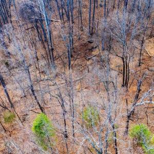 Photo #8 of Lot 28 STONE CHIMNEYS RD, NELLYSFORD, VA 1.8 acres