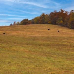 Photo #26 of TBD OLD B AND O RD, RAPHINE, VA 67.6 acres