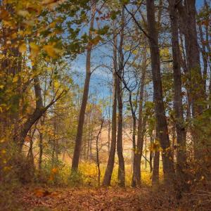 Photo #14 of TBD OLD B AND O RD, RAPHINE, VA 67.6 acres