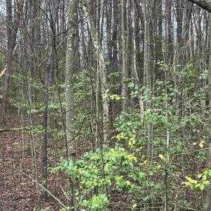 Photo #14 of ELLY RD, ARODA, VA 10.0 acres