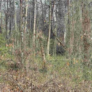 Photo #13 of ELLY RD, ARODA, VA 10.0 acres
