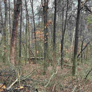 Photo #12 of ELLY RD, ARODA, VA 10.0 acres