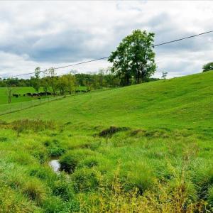 Photo #10 of TBD KNUPP RD, TIMBERVILLE, VA 6.1 acres