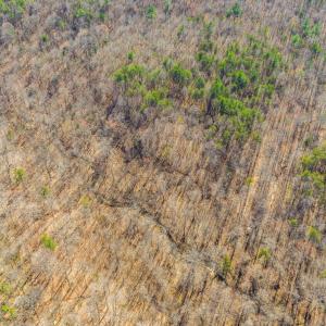 Photo #8 of 12145 CONSTITUTION RTE, SCOTTSVILLE, VA 227.6 acres