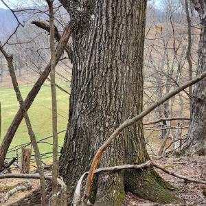 Photo #3 of TBD JACK MOUNTAIN RD, DOE HILL, VA 33.8 acres