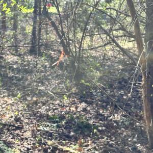 Photo #14 of INDIAN TRACE TRL, UNIONVILLE, VA 11.0 acres