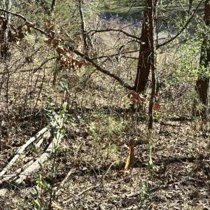 Photo #15 of INDIAN TRACE TRL, UNIONVILLE, VA 11.0 acres