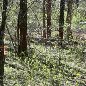 Photo #12 of INDIAN TRACE TRL, UNIONVILLE, VA 11.0 acres