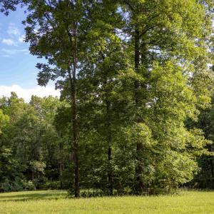 Photo #6 of Lot 11 FARMINGTON DR, STAUNTON, VA 2.1 acres