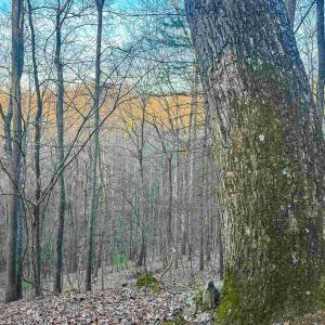 Photo #21 of 4358 DEERFIELD VALLEY RD, DEERFIELD, VA 21.5 acres