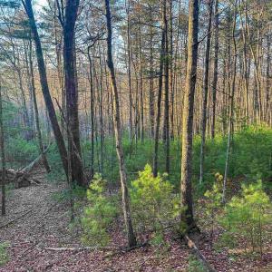 Photo #13 of 4358 DEERFIELD VALLEY RD, DEERFIELD, VA 21.5 acres