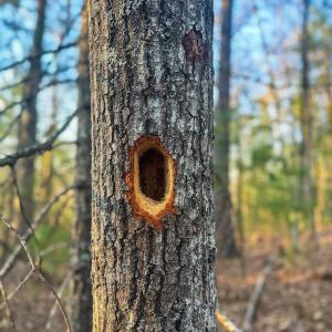 Photo #17 of 4358 DEERFIELD VALLEY RD, DEERFIELD, VA 21.5 acres