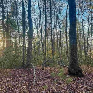 Photo #16 of 4358 DEERFIELD VALLEY RD, DEERFIELD, VA 21.5 acres