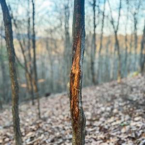 Photo #19 of 4358 DEERFIELD VALLEY RD, DEERFIELD, VA 21.5 acres