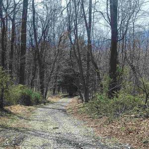 Photo #39 of 1215 BATTERY HILL LN, TYRO, VA 37.1 acres