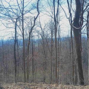 Photo #7 of 1215 BATTERY HILL LN, TYRO, VA 37.1 acres