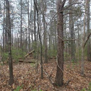 Photo #1 of TBD SULPHUR MINE RD, CHARLOTTESVILLE, VA 1.7 acres