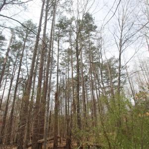 Photo #5 of TBD SULPHUR MINE RD, CHARLOTTESVILLE, VA 1.7 acres